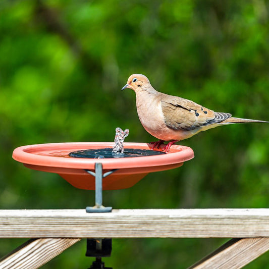 Bird Splash™ - Solar Birdbath Fountain Pump