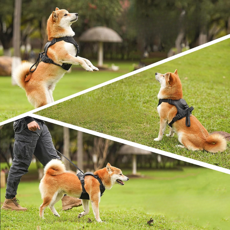 2-in-1 No Pull Dog Harness & Leash