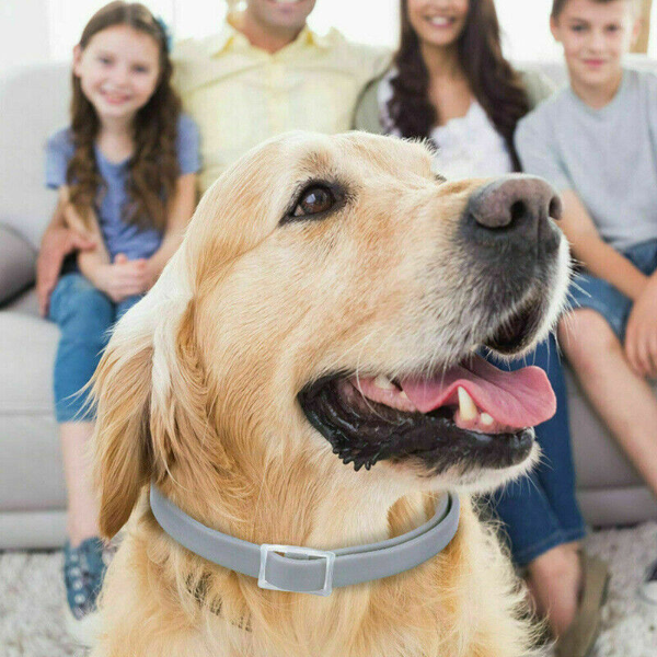 Anti-Flea and Tick Collar